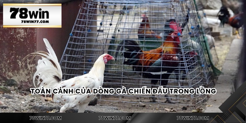 Toàn cảnh của dòng gà chiến đấu trong lồng