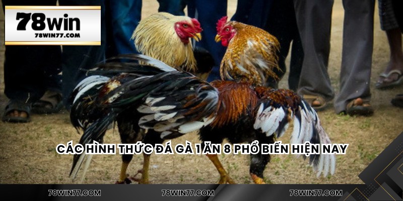 Các hình thức đá gà 1 ăn 8 phổ biến hiện nay