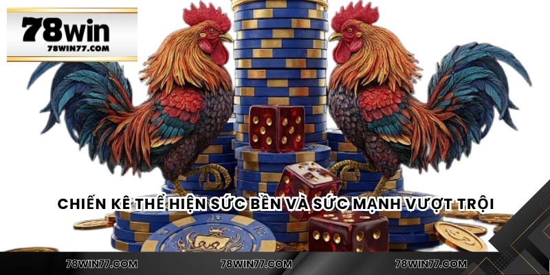 Chiến kê thể hiện sức bền và sức mạnh vượt trội
